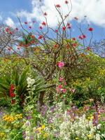 primavera tempo nel funchal Madera foto