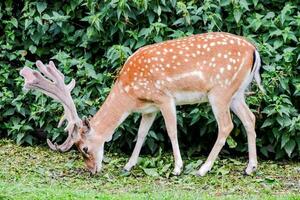 un' cervo è mangiare erba nel davanti di cespugli foto