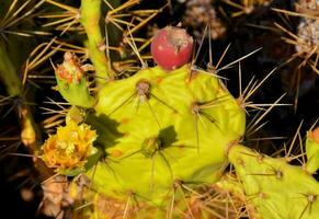 un' cactus pianta con un' fiore su esso foto