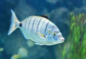 un' pesce nuoto nel un acquario con impianti foto