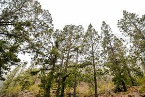 alberi di pino nella foresta foto