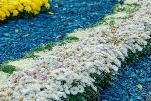 multicolore fiore letti di bellissimo crisantemi foto