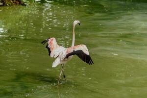 bellissimo rosa fenicotteri con becco e perdere Ali foto