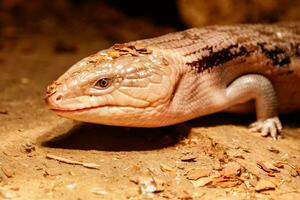 bellissimo occhi azzurri skink lucertola, tiliqua scincoides foto