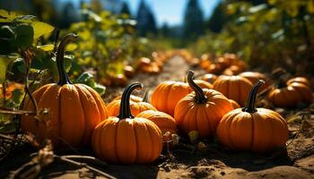 autunno raccogliere zucca, zucca, e schiacciare decorare il azienda agricola generato di ai foto