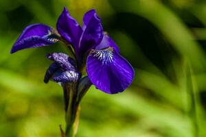 bellissimo viola iridi sotto il sole leggero foto