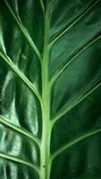 sfondo di foglie di zucca verde foto