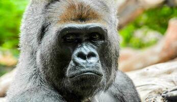 un' gorilla è guardare a il telecamera con un' triste espressione foto