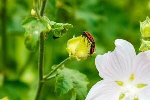 pirrocoris apterus strisciare su un' fiore foto