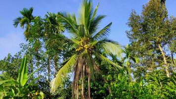 giovane albero di cocco foto