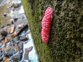 foto di lumaca uova nel il grondaia