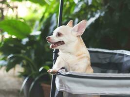 Marrone corto capelli chihuahua seduta nel animale domestico passeggino nel il giardino. sorridente felicemente. foto