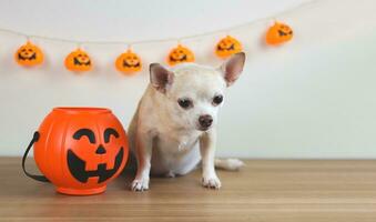 Marrone corto capelli chihuahua cane seduta su di legno pavimento con Halloween secchio e zucche decorazione su bianca parete sfondo. foto