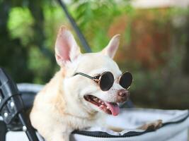 Marrone corto capelli chihuahua cane indossare occhiali da sole, in piedi nel animale domestico passeggino nel il giardino con verde pianta sfondo. sorridente felicemente. foto