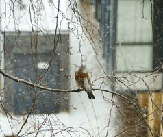 canzone tordo seduta su un' albero ramo indietro Visualizza, inverno tempesta di neve, paesaggio urbano foto