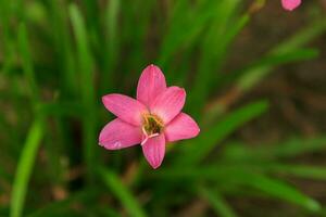 terra gigli- fioritura meravigliosamente nel il piovoso stagione, pianta e decorare il tuo giardino per Guarda naturale e romantico. foto