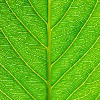foglie verdi texture e fibra fogliare, sfondo di foglia verde. foto