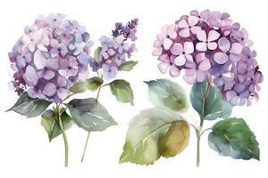 acquerello ortensia, lilla, hortensia su un' bianca sfondo. ai generato illustrazione. foto