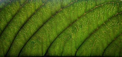 trama di foglie verdi e fibra fogliare, carta da parati per dettaglio di foglia verde foto
