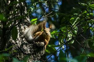 un' rosso scoiattolo è rosicchiare un' Noce su un' albero ramo foto