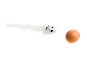 spermatozoo e uovo foto