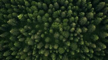 albero natura legna Marrone superiore Visualizza ai generato foto