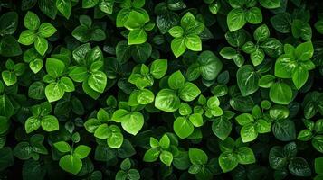 flatlay naturale verde fresco superiore Visualizza ai generato foto