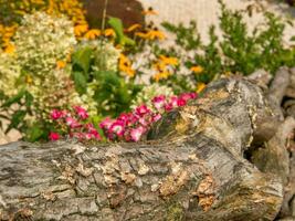 fiori a il città di papenburg foto