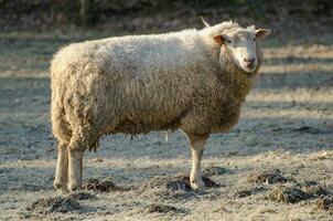 pecore nel Germania foto