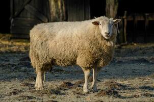 pecore nel Germania foto