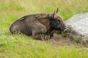 bufalo Riserva sainte eulalie it Margeride,Lozère,Francia foto