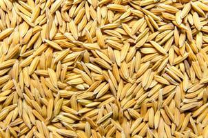 sfondo e carta da parati dal mucchio di risone e semi di riso. foto