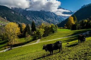 paesaggio di il svizzero Alpi nel autunno foto