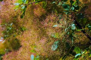 cotinus coggygria, rhus cotino, fumogeno, Fumo albero, Fumo cespuglio, o di tintore sommacco è un' specie di fioritura pianta. naturale verde e rosa fiore sfondo foto