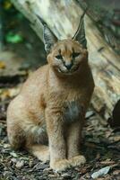 ritratto di Caracal nel zoo foto