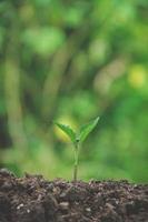 la vegetazione della giovane pianta e la piantina stanno crescendo nel terreno. foto