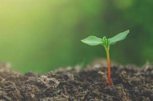 la vegetazione della giovane pianta e la piantina stanno crescendo nel terreno. foto