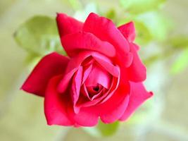fiore rosa rossa foto
