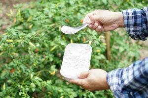 vicino su giardiniere mani hold cucchiaio e scatola di cenere polvere per fertilizzare pianta nel giardino. concetto, biologico giardinaggio. cenere può ottenere sbarazzarsi di insetti, parassiti di impianti, Ottimizzare suolo. foto