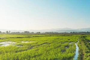 paesaggio di piantine di riso e greenfield, fattorie con piantine di riso foto