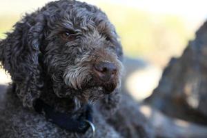 cane marrone ritratto macro lagotto romagnolo cacciatore di tartufi creta grecia foto