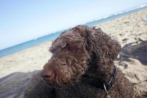 lagotto romagnolo sulla spiaggia isola di creta estate 2020 vacanze covid-19 foto