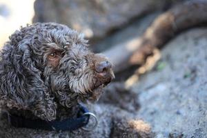 cane marrone ritratto macro lagotto romagnolo cacciatore di tartufi creta grecia foto