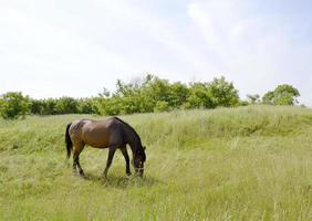 bellissimo stallone selvaggio cavallo marrone sul prato fiorito estivo foto