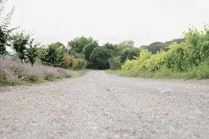 fiori di lavanda lungo la strada foto