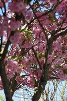 fiori di ciliegio sull'albero da vicino sfondo estivo stampa di alta qualità foto