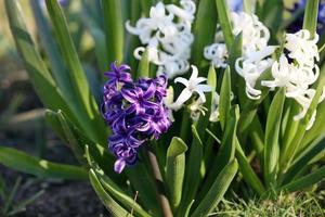 hyacinthus orientalis fiore macro sfondo famiglia asparagaceae foto