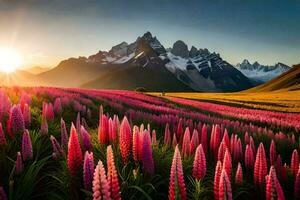 il sole sorge al di sopra di un' campo di rosa fiori nel il montagne. ai-generato foto
