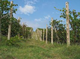 vigneto per la vinificazione foto