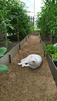 cespugli di pomodoro in una serra e un gatto bianco dorme